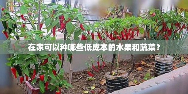 在家可以种哪些低成本的水果和蔬菜？