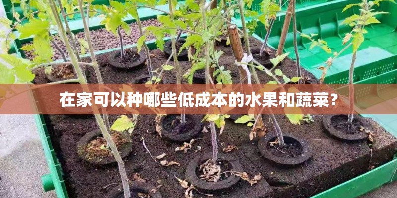 在家可以种哪些低成本的水果和蔬菜？