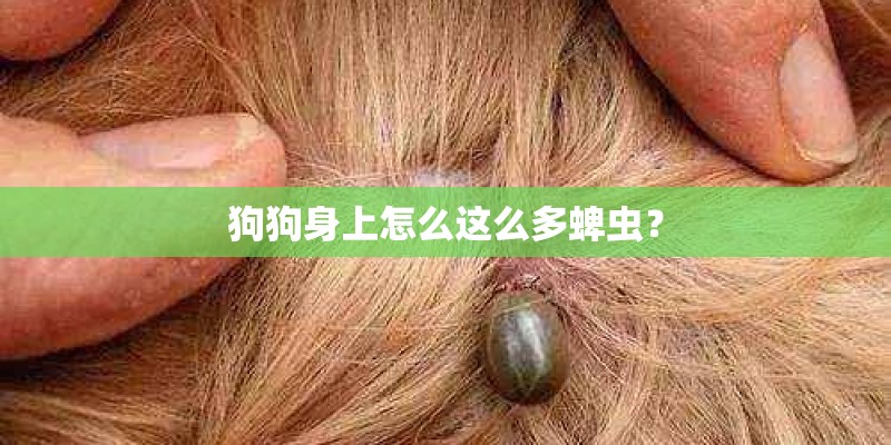 狗狗身上怎么这么多蜱虫？