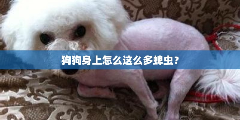 狗狗身上怎么这么多蜱虫？