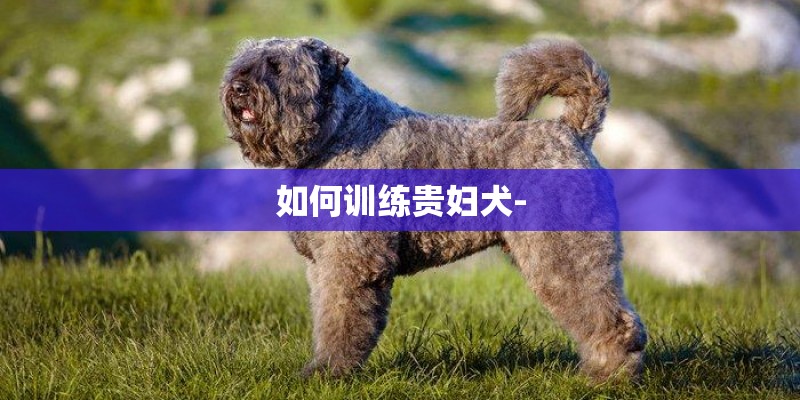 如何训练贵妇犬-