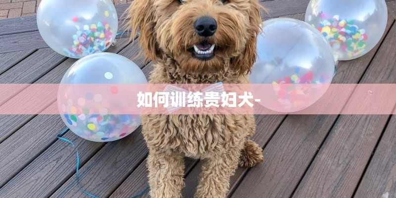 如何训练贵妇犬-