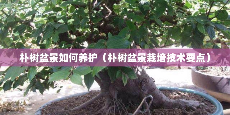 朴树盆景如何养护（朴树盆景栽培技术要点）