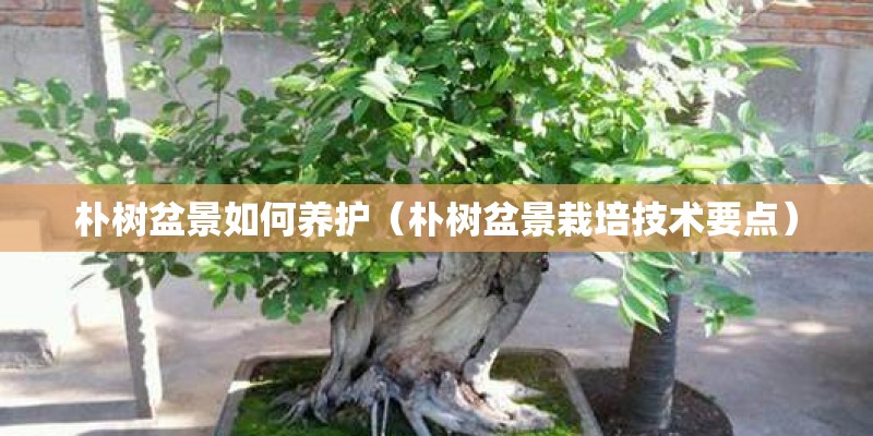 朴树盆景如何养护（朴树盆景栽培技术要点）