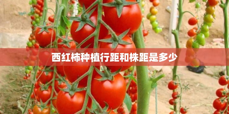 西红柿种植行距和株距是多少