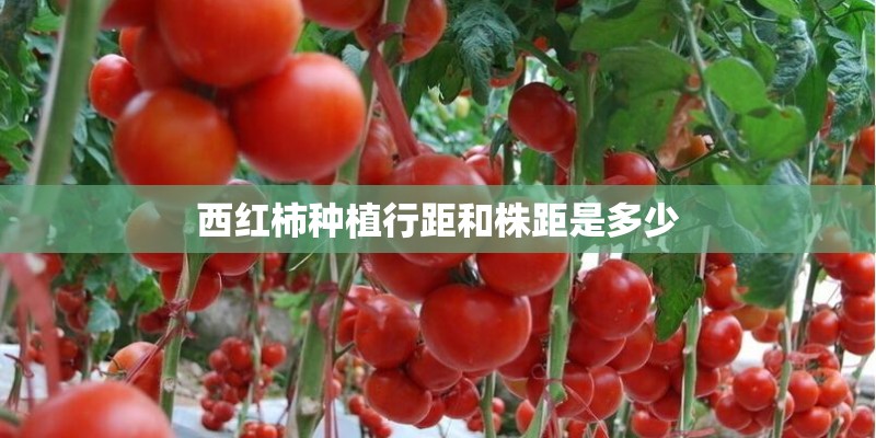 西红柿种植行距和株距是多少