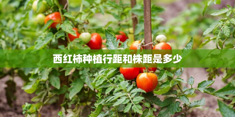 西红柿种植行距和株距是多少