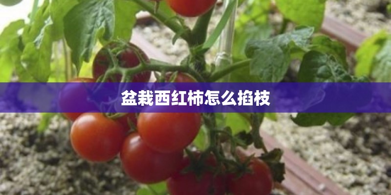 盆栽西红柿怎么掐枝