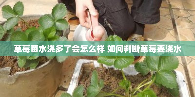 草莓苗水浇多了会怎么样 如何判断草莓要浇水