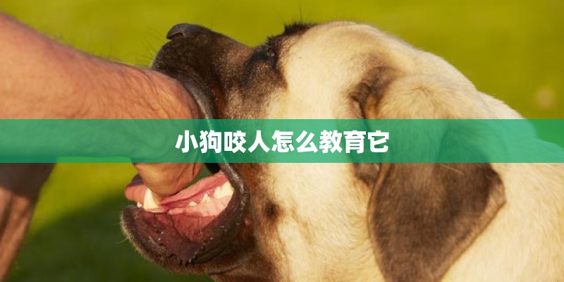 小狗咬人怎么教育它