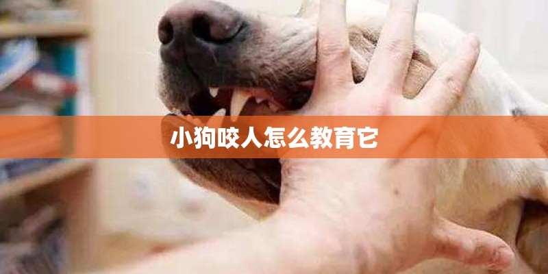 小狗咬人怎么教育它 小狗咬人怎么教育它