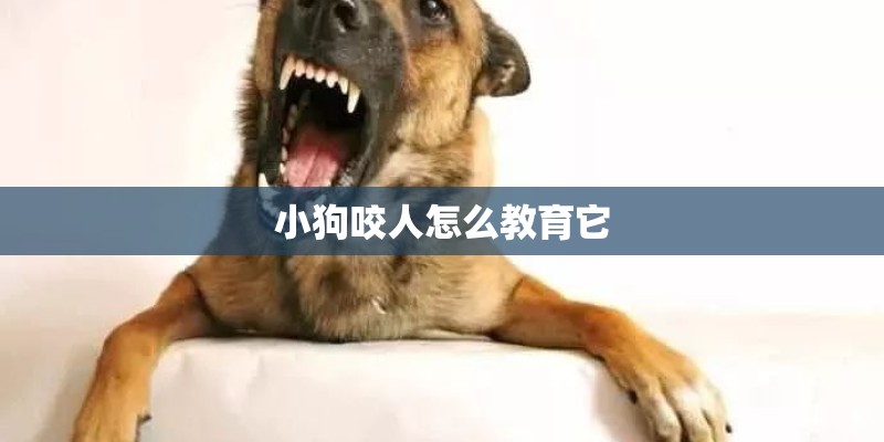 小狗咬人怎么教育它 小狗咬人怎么教育它