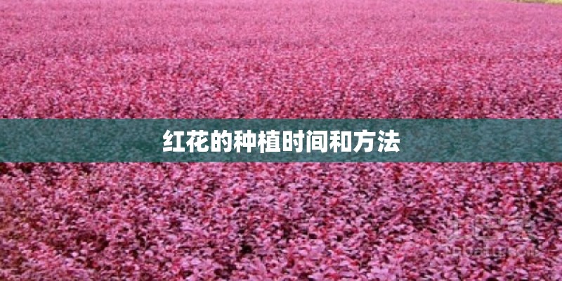 红花的种植时间和方法