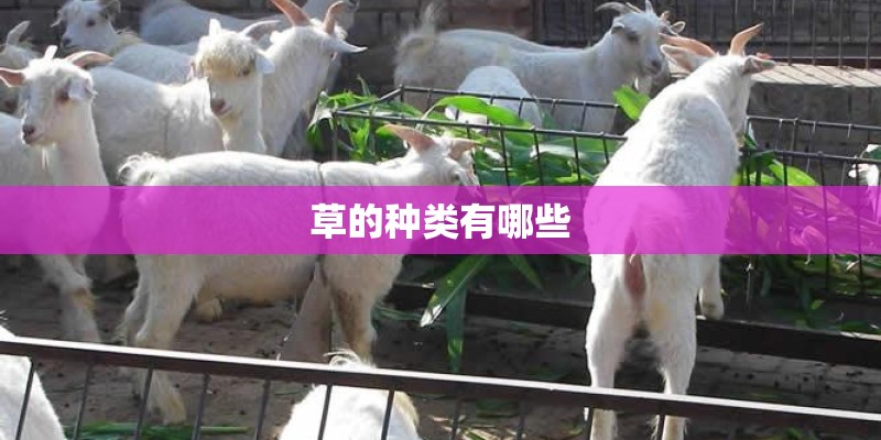 草的种类有哪些