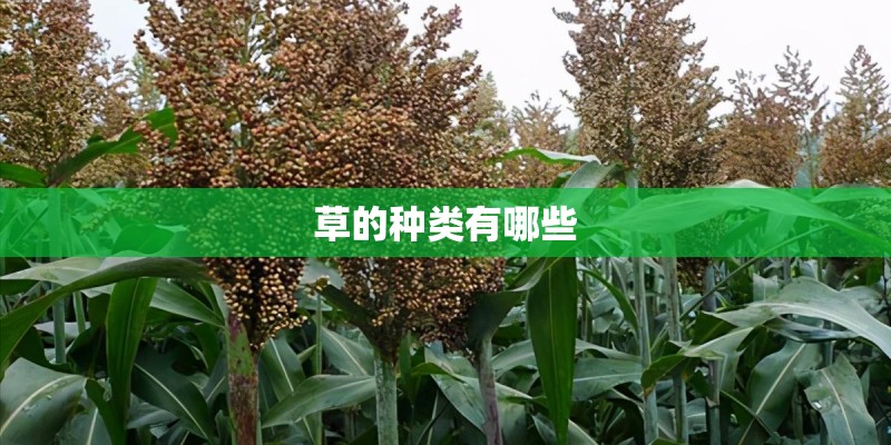 草的种类有哪些