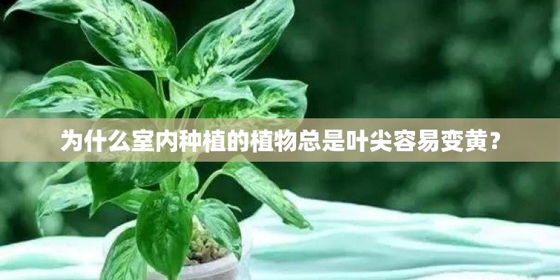 为什么室内种植的植物总是叶尖容易变黄？