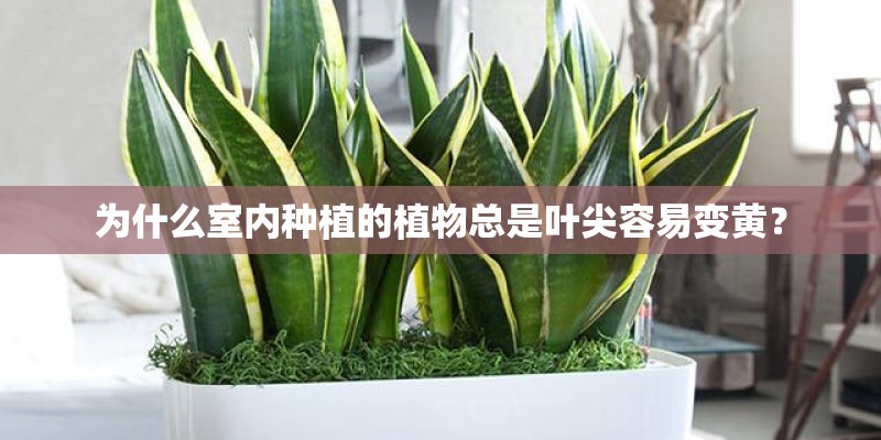 为什么室内种植的植物总是叶尖容易变黄？