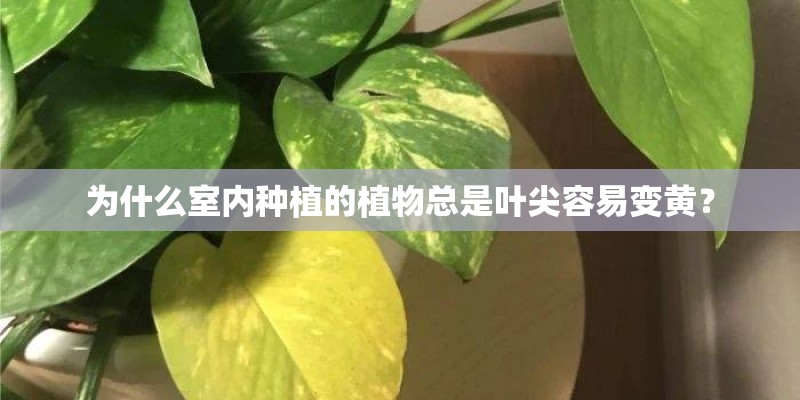 为什么室内种植的植物总是叶尖容易变黄？