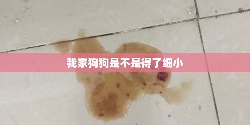 我家狗狗是不是得了细小