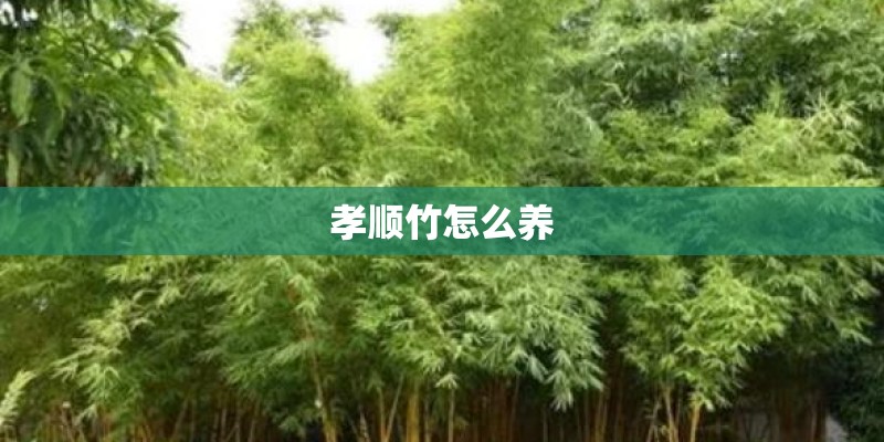 孝顺竹怎么养