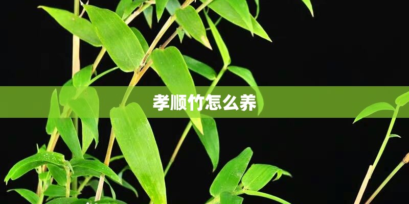 孝顺竹怎么养