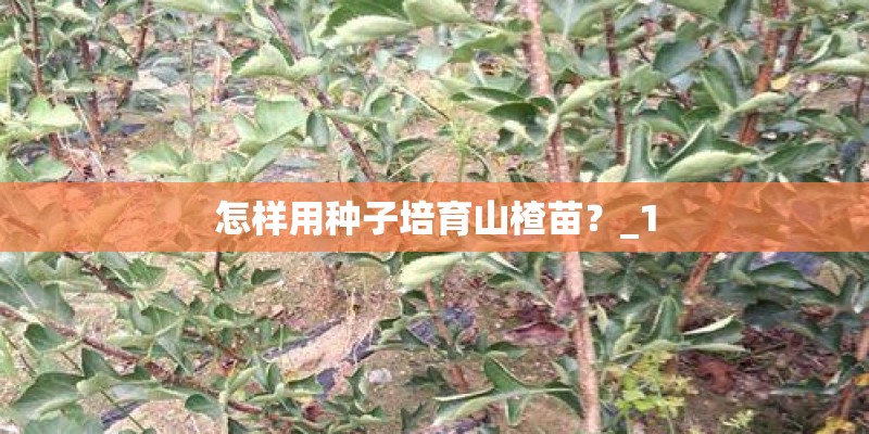 怎样用种子培育山楂苗?_1 怎样用种子培育山楂苗?_1
