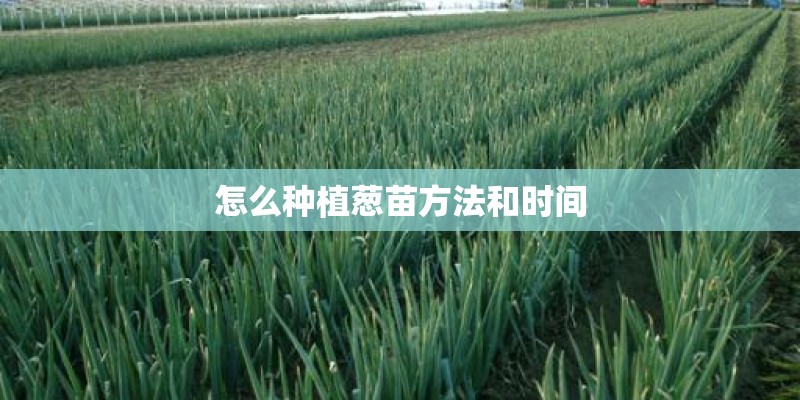 怎么种植葱苗方法和时间