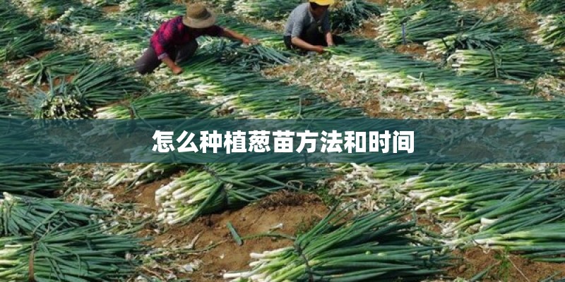 怎么种植葱苗方法和时间