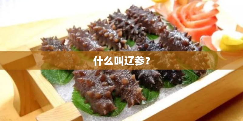 什么叫辽参？