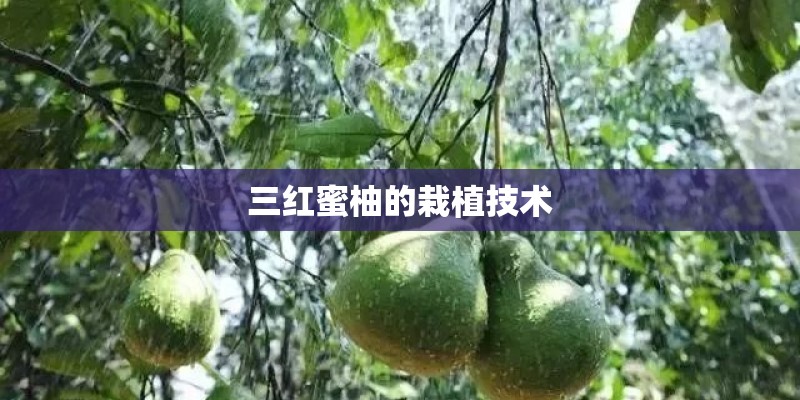 三红蜜柚的栽植技术