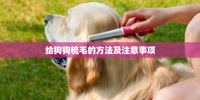 给狗狗梳毛的方法及注意事项