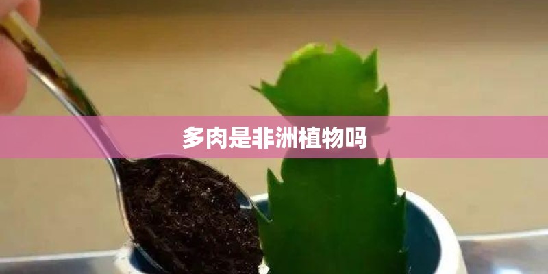 多肉是非洲植物吗