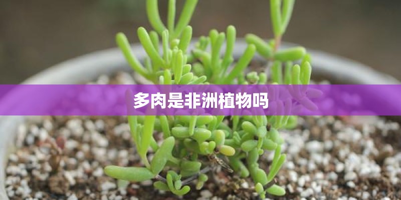 多肉是非洲植物吗
