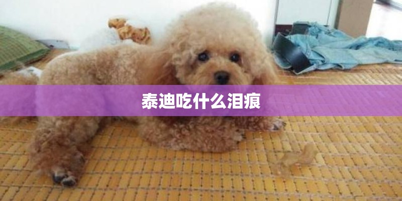 泰迪吃什么泪痕