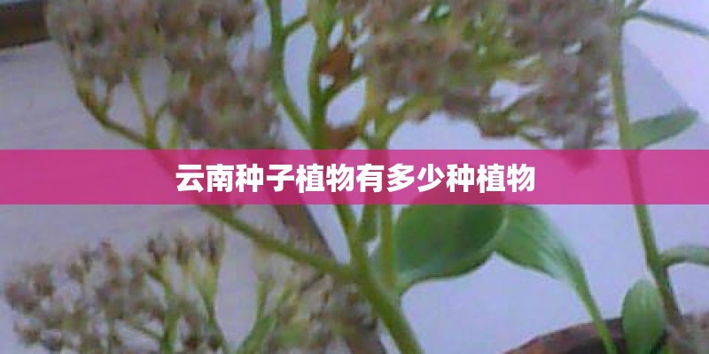 云南种子植物有多少种植物