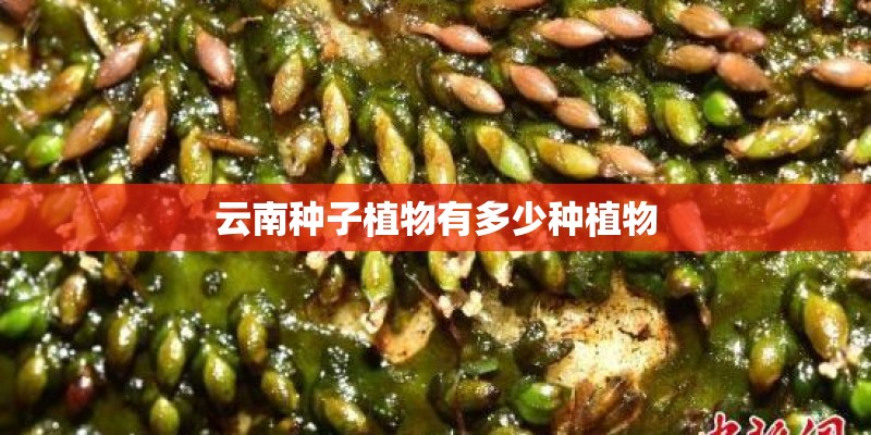 云南种子植物有多少种植物