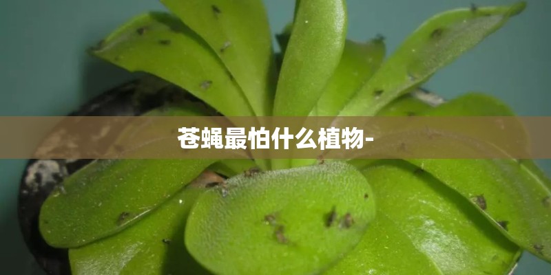 苍蝇最怕什么植物- 苍蝇最怕什么植物-