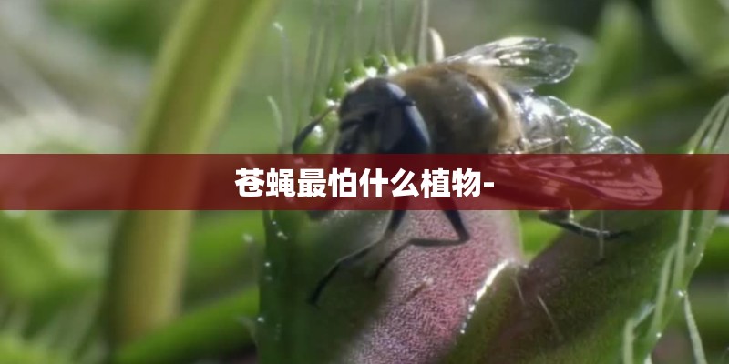 苍蝇最怕什么植物- 苍蝇最怕什么植物-