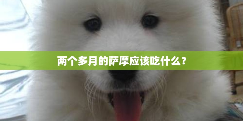 两个多月的萨摩应该吃什么？