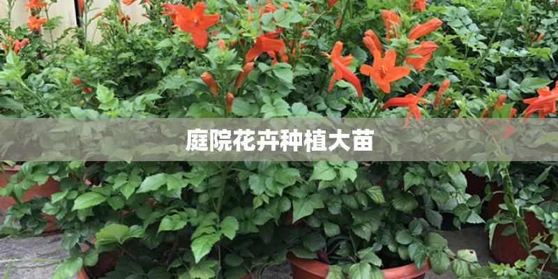 庭院花卉种植大苗