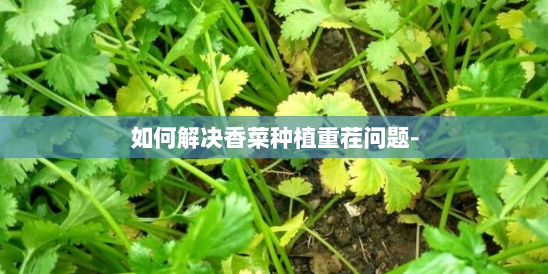 如何解决香菜种植重茬问题-