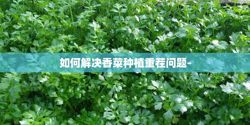 如何解决香菜种植重茬问题-
