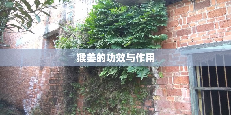 猴姜的功效与作用