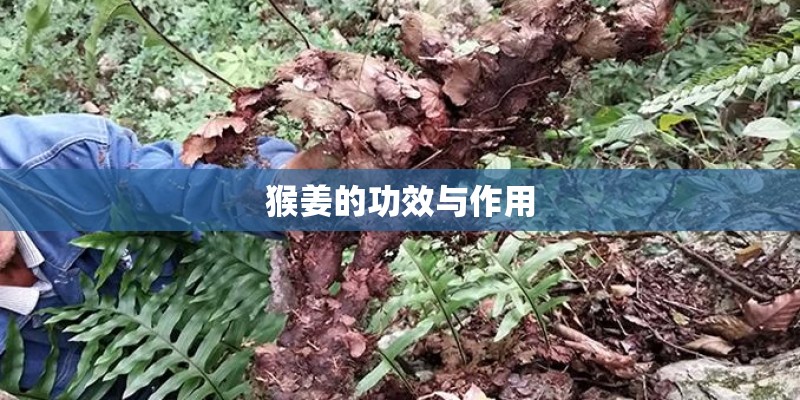 猴姜的功效与作用