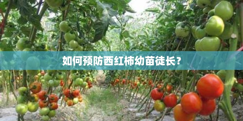 如何预防西红柿幼苗徒长？