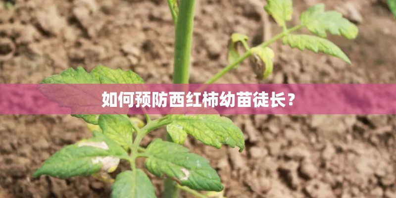 如何预防西红柿幼苗徒长？