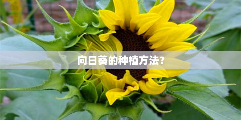 向日葵的种植方法？