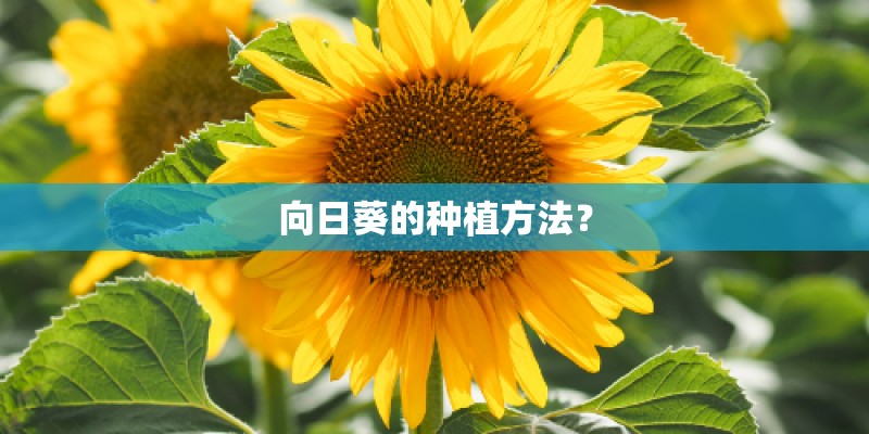 向日葵的种植方法？
