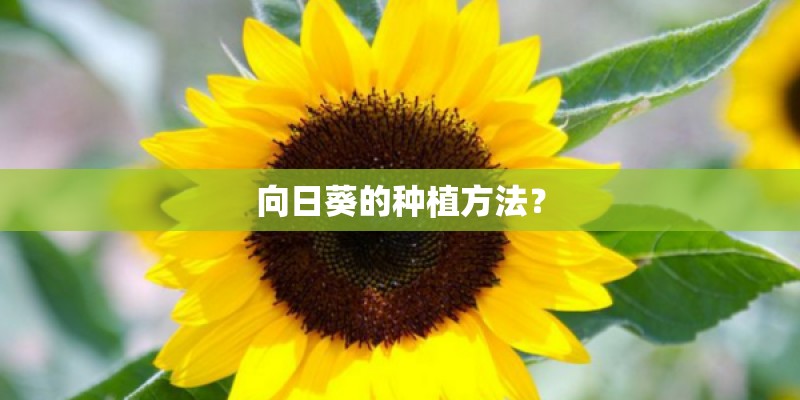 向日葵的种植方法？