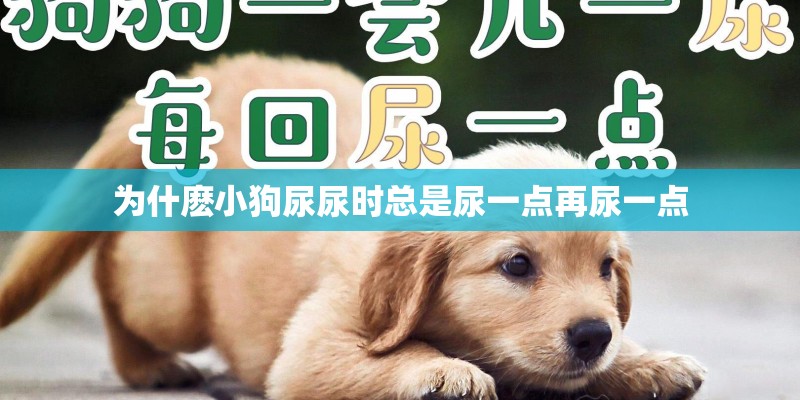 为什麽小狗尿尿时总是尿一点再尿一点